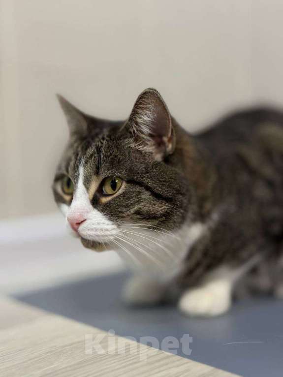 Кошки в Санкт-Петербурге: Шарлотта из приюта в добрые руки Девочка, Бесплатно - фото 3