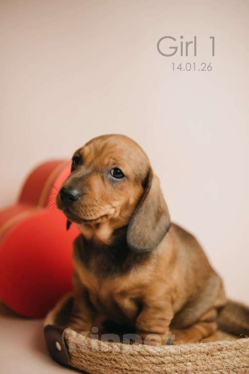 Собаки в Мурманске: Такса стандартная гладкошерстная Девочка, 50 000 руб. - фото 3