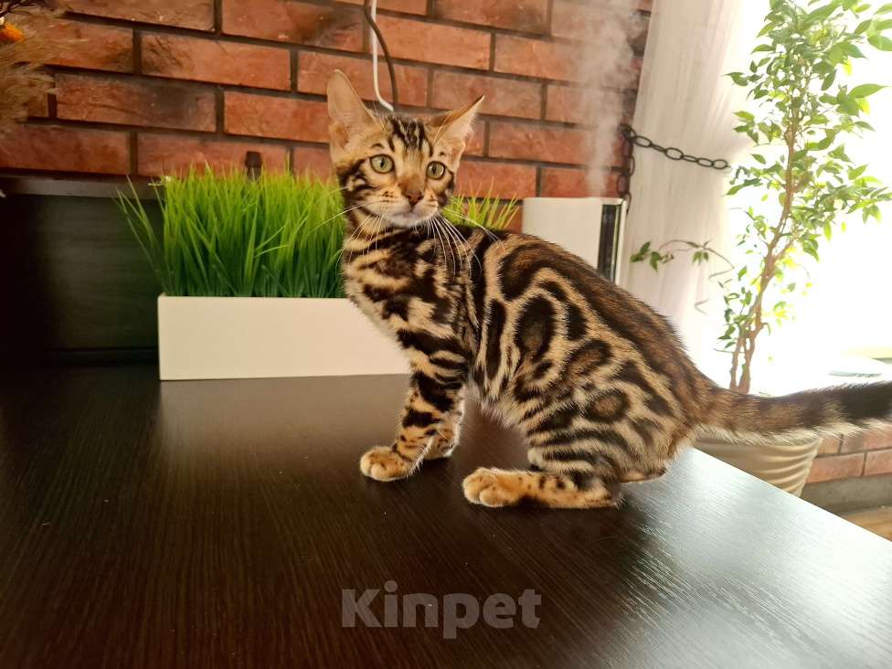 Кошки в Ярославле: Бенгальский  мальчик  Мальчик, 65 000 руб. - фото 2