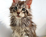 Кошки в Ачинске: Котята Мейн-Кун Мальчик, 45 000 руб. - фото 3