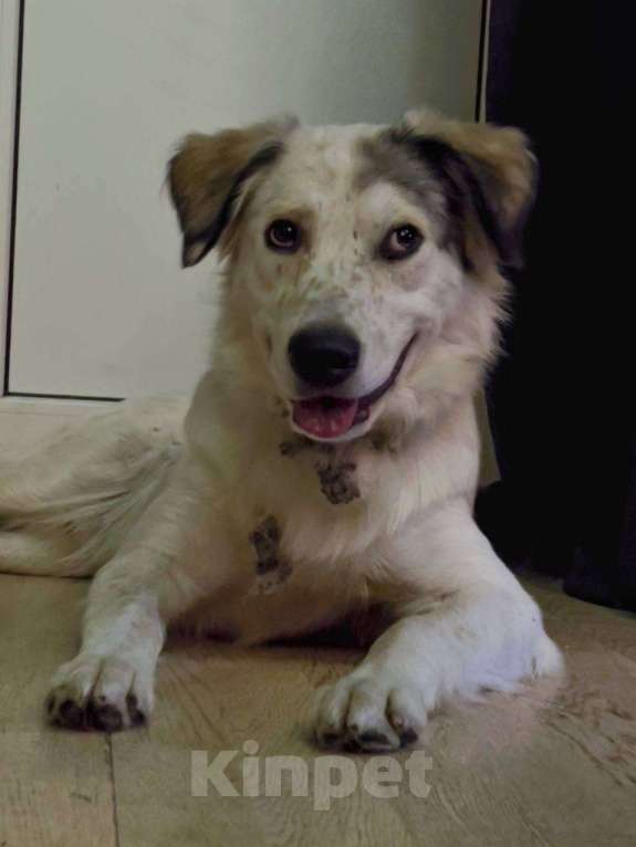 Собаки в Мытищах: Взяли на передержку, отдадим в добрые руки Мальчик, 1 руб. - фото 2