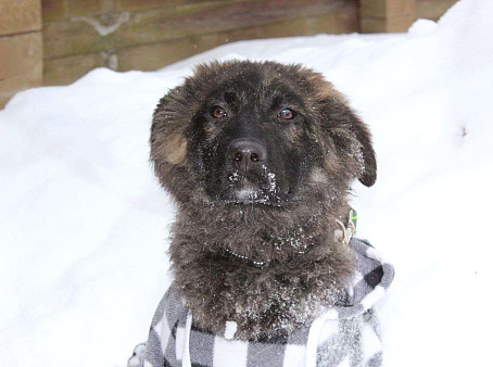 шикарные щенки  овчар типа бесплатно