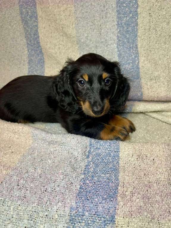 Собаки в Москве: Прекрасный друг  Мальчик, 60 000 руб. - фото 2