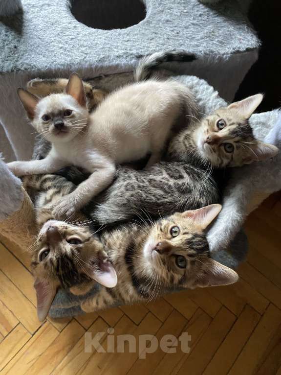 Кошки в Москве: Бенгальские котята Мальчик, 30 000 руб. - фото 2