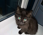 Кошки в Мурином: Отдам даром котенка мальчика Мальчик, 1 руб. - фото 1