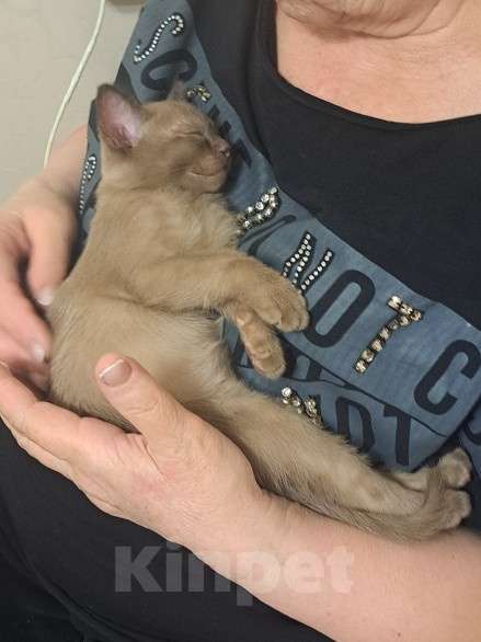 Кошки в Ставрополе: Бурманский коиенок Мальчик, Бесплатно - фото 2