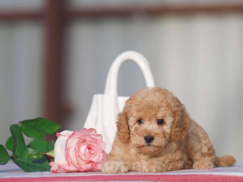 Собаки в Чехове: той пудель мальчик Мальчик, 45 000 руб. - фото 4