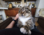 Кошки в других городах Краснодарского края: Отдам друзей в хорошие руки Девочка, Бесплатно - фото 3