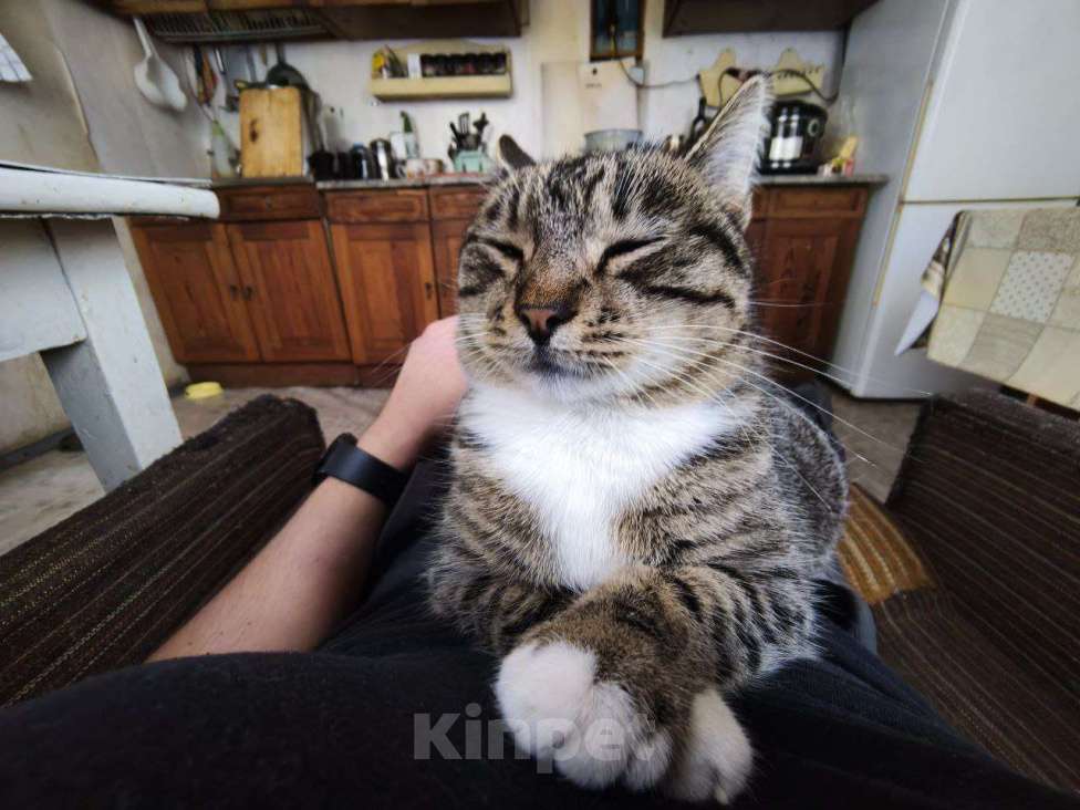 Кошки в других городах Краснодарского края: Отдам друзей в хорошие руки Девочка, Бесплатно - фото 3