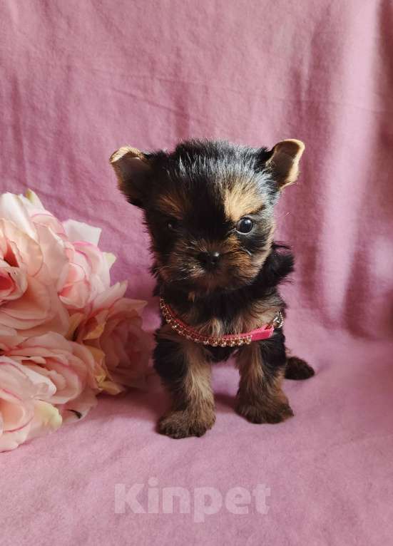 Собаки в Москве: Йоркширский терьер девочка Девочка, 45 000 руб. - фото 3