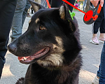 Собаки в Рязани: Гоша - умный городской пёс Мальчик, Бесплатно - фото 2