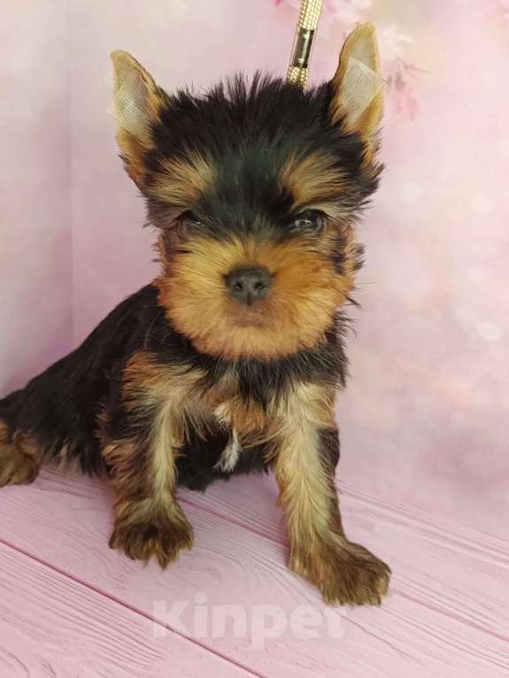 Собаки в других городах Московской области: Лёня Мальчик, 50 000 руб. - фото 3