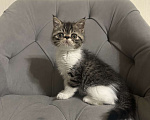 Кошки в Орле: Котенок экзот  Мальчик, Бесплатно - фото 1