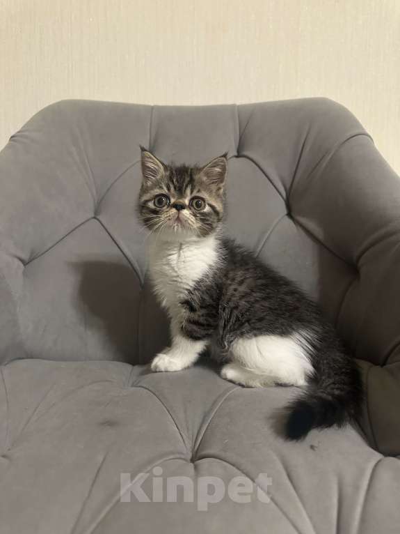 Кошки в Орле: Котенок экзот  Мальчик, Бесплатно - фото 1