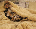 Кошки в Краснодаре: Шёлковый мраморный бенгал для души и в разведение Мальчик, 15 000 руб. - фото 4