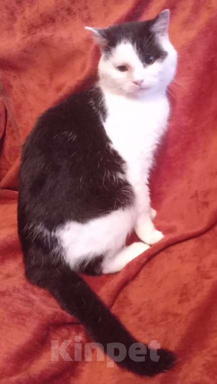 Кошки в Москве: Черно-белый шотландский котик Мальчик, Бесплатно - фото 3