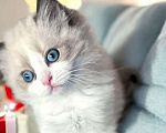 Кошки в Москве: Рэгдолл котенок девочка Девочка, 120 000 руб. - фото 1