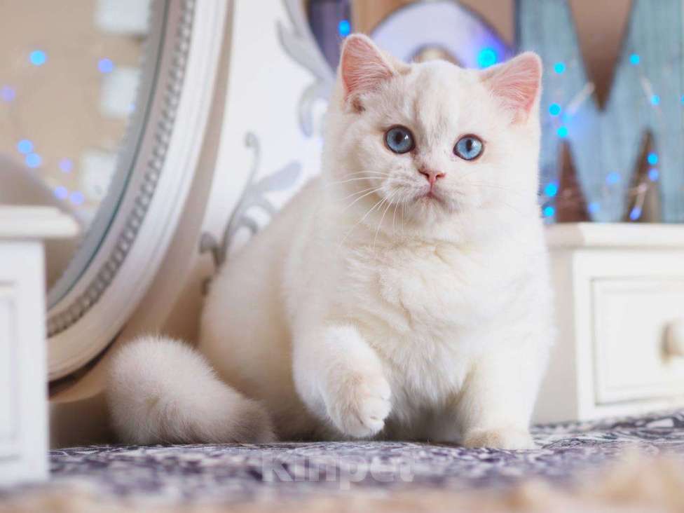 Кошки в Москве: Британский котенок Вьюга Девочка, 140 000 руб. - фото 1