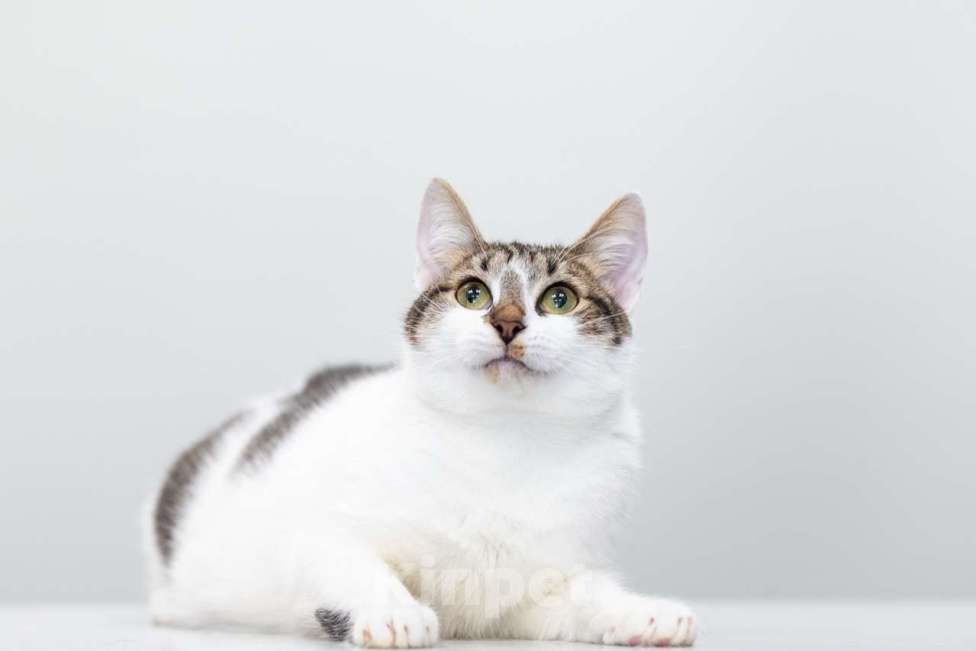 Кошки в Москве: Поппи Девочка, Бесплатно - фото 3