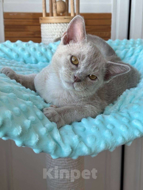 Кошки в Калининграде: Европейская бурма. Котята. Питомник Мальчик, 75 000 руб. - фото 1