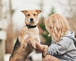 Собаки в Лосином-Петровском: Дакота валентинка в добрые руки Девочка, Бесплатно - фото 2