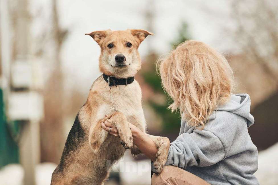 Собаки в Лосином-Петровском: Дакота валентинка в добрые руки Девочка, Бесплатно - фото 2
