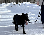 Собаки в Москве: Собака бесплатно в Москве Мальчик, Бесплатно - фото 3