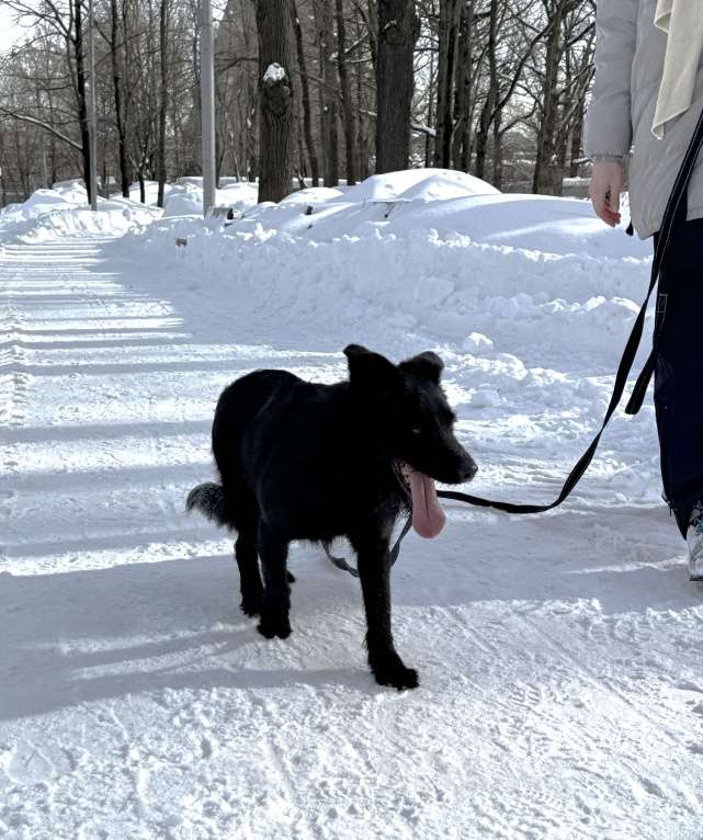 Собаки в Москве: Собака бесплатно в Москве Мальчик, Бесплатно - фото 3
