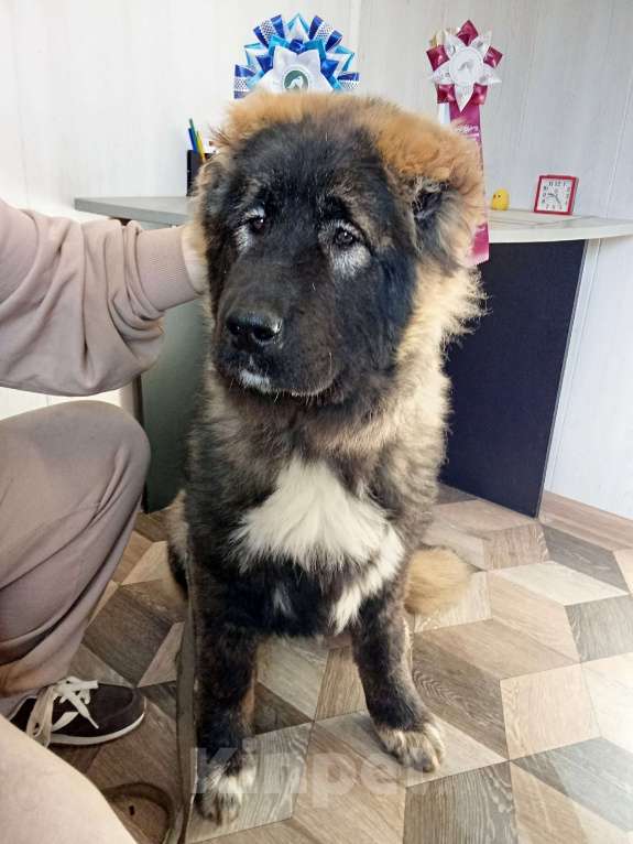 Собаки в Екатеринбурге: Подрощенный щенок кавказской овчарки Девочка, 40 000 руб. - фото 1