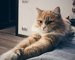Кошки в Мытищах: Кот Томас Мальчик, 100 руб. - фото 5