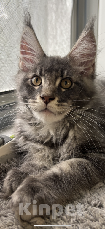 Кошки в Москве: Котик мейн-кун из питомника Status Joy Мальчик, 70 000 руб. - фото 4