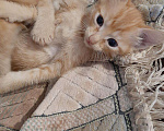Кошки в Игарке: Котята, Бесплатно - фото 5