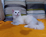 Кошки в Ливны: Ангорский котик, 1 500 руб. - фото 1