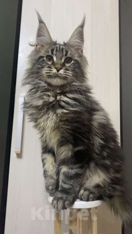 Кошки в Москве: Кошечка Барби Девочка, 40 000 руб. - фото 1