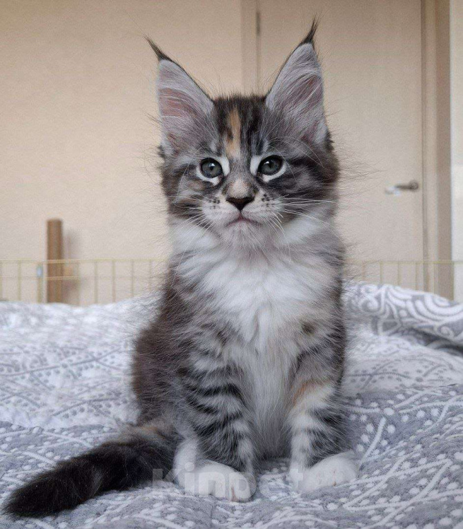 Кошки в Геленджике: Продаётся котёнок мейн-кун, девочка, редкий окрас fs 03 24, из питомника EdenLight (Геленджик) Девочка, Бесплатно - фото 4