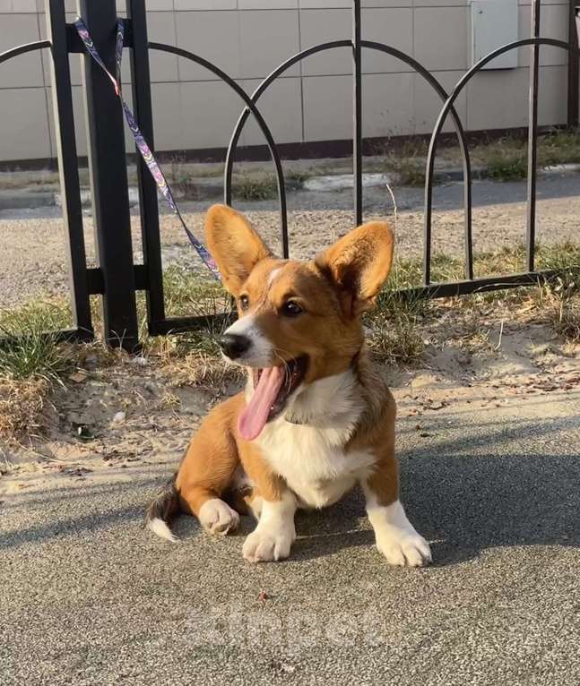 Собаки в Белгороде: Рита Девочка, 60 000 руб. - фото 5