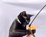 Кошки в Москве: Котенок Марсик в добрые руки Мальчик, 10 руб. - фото 5