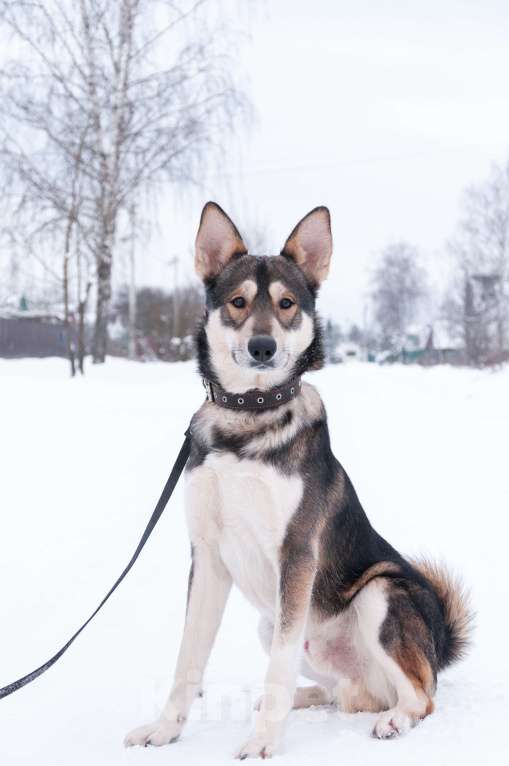 Собаки в Ногинске: Внимание: найден источник бесконечной энергии! Зовут Джои. Нужен добрый и терпеливый диспетчер! Мальчик, Бесплатно - фото 4