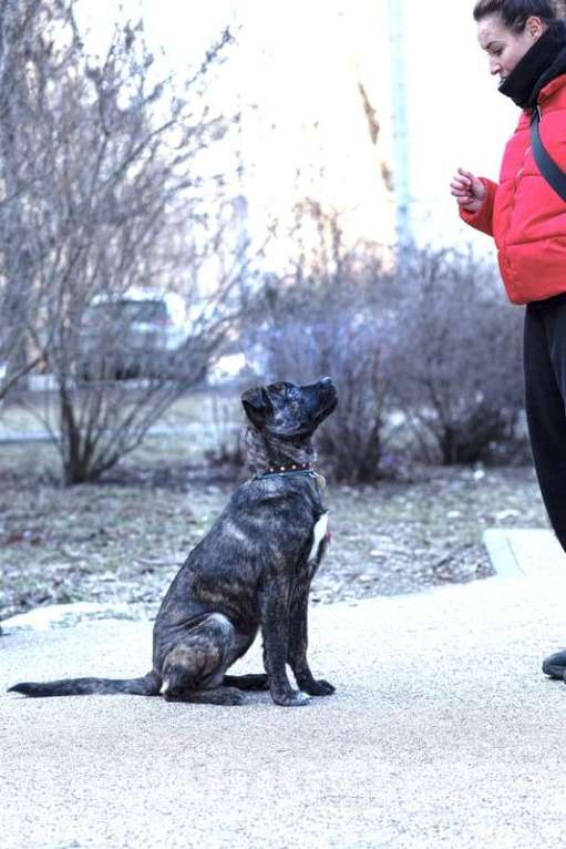Собаки в Москве: Джессика ищет дом Девочка, 1 руб. - фото 7