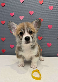 Щенок вельш корги пемброк, девочка