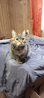 Кошечка маша