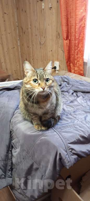 Кошки в Нижнем Новгороде: Кошечка маша Девочка, Бесплатно - фото 1