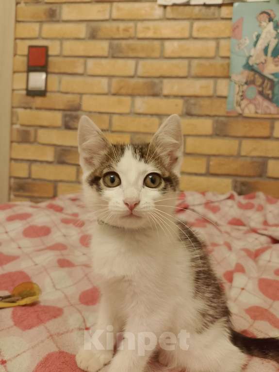 Кошки в Уфе: Отдам котенка в добрые руки. 2,5 месяца Мальчик, Бесплатно - фото 2