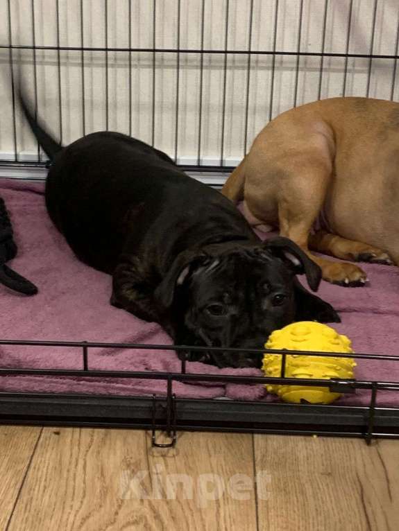 Собаки в Санкт-Петербурге: Стаффордширский бультерьер ( Англ.) Девочка, Бесплатно - фото 3