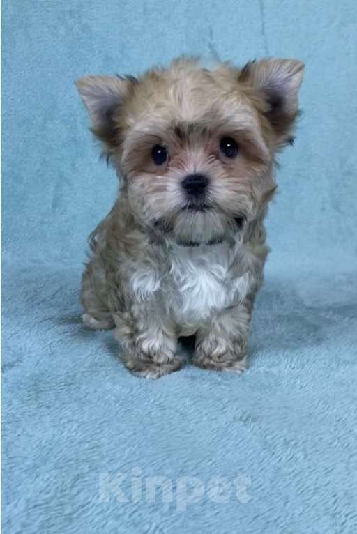 Собаки в Москве: Цветной йорк -щенок Мальчик, 45 000 руб. - фото 2