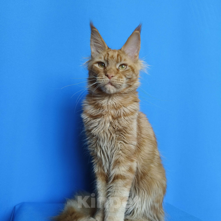 Кошки в Москве: Котёнок Мейн - Кун из питомника Мальчик Мальчик, 60 000 руб. - фото 1