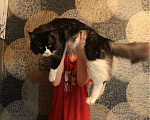 Кошки в Лобне: Вязка Мейн Кун Мальчик, 1 000 руб. - фото 1