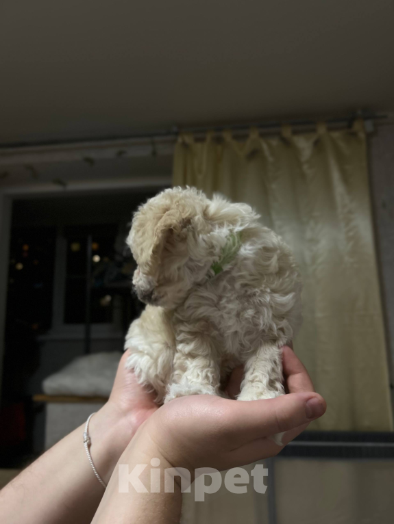 Собаки в Мытищах: Бонус Мальчик, 70 000 руб. - фото 1