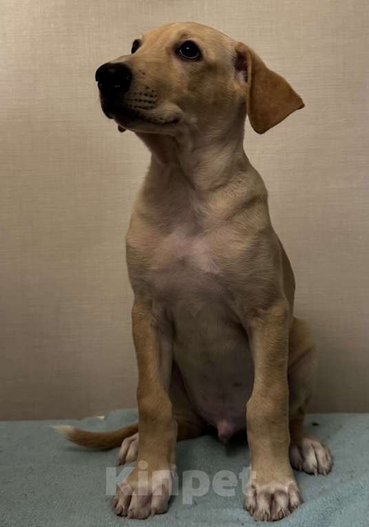 Собаки в Рыбинске: В продаже щенок ксолоитцкуинтли стандартного размера Девочка, 10 000 руб. - фото 3