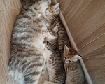 Кошки в Карасук: Отдам 3 кошечки в добрые руки. Девочка, Бесплатно - фото 7